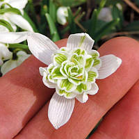 Проліска (Галантус) Flore Pleno 4/5