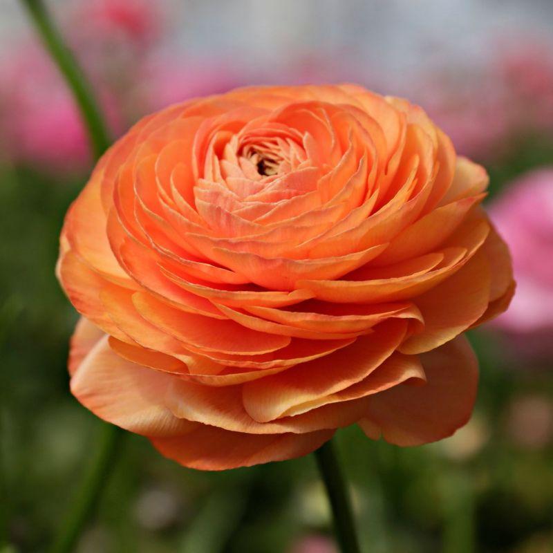 Ранункулюс (лютик) махровий Tomer оранж 9/10, фото 1