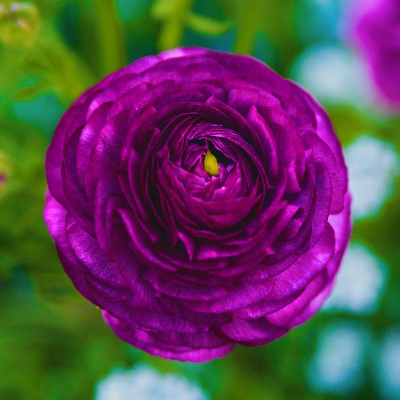 Ранункулюс (лютик) махровий Tomer пурпур 9/10