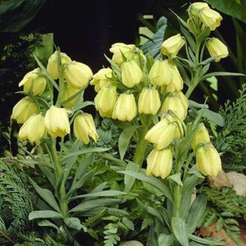 Фрітіларія Pallidiflora 10+