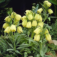 Фрітіларія Pallidiflora 10+