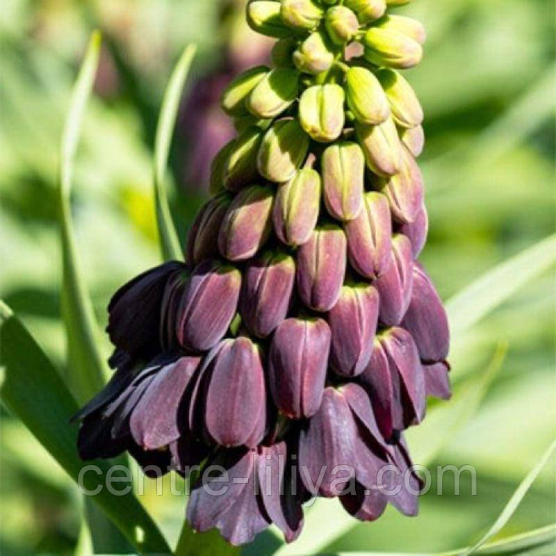 Фрітіларія Persica Purple Favorite 20/24