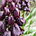 Фрітіларія Persica Purple Favorite 20/24, фото 3