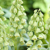 Фрітіларія Persica White 20/24