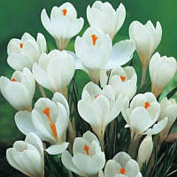 Крокус великоквітковий Jeanne d'Arc 10+