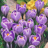 Крокус великоквітковий Pickwick 10+
