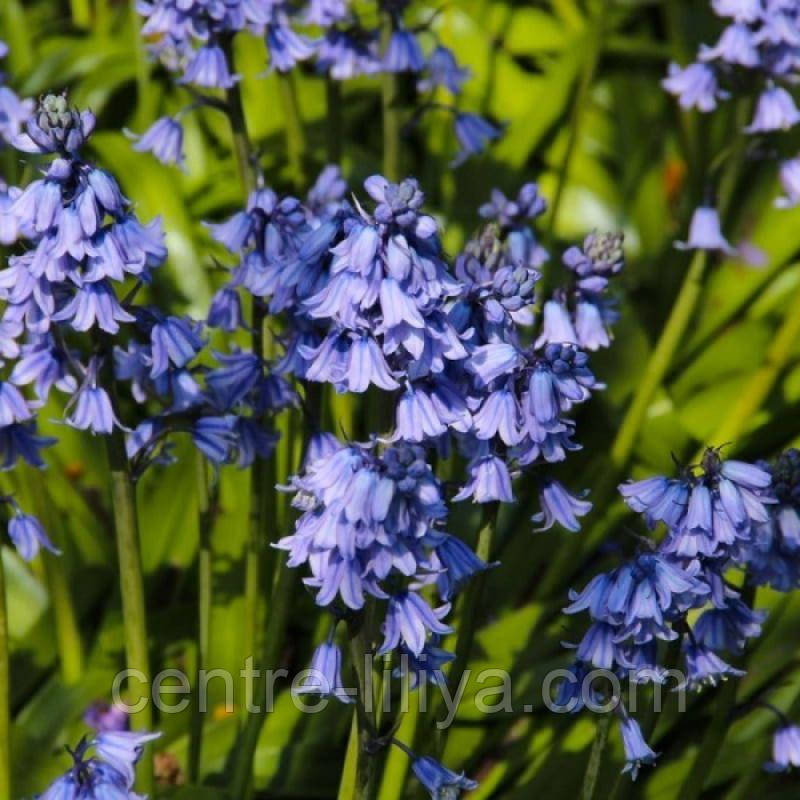 Гіацинтоідес Blauw 7/8