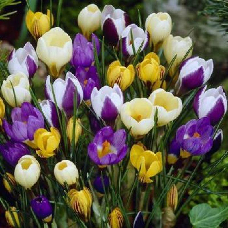 Крокус ботанічний суміш 20 шт, фото 1