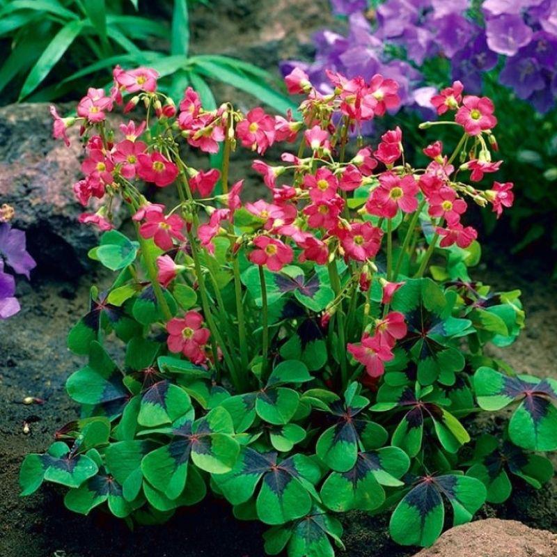 Оксалис Iron Cross 5+