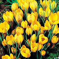 Крокус ботанічний Dorothy 5+