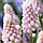 Мускарі Pink Sunrise 6/7, фото 3