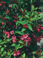 Саджанці Вейгела гібридна Newport Red (Weigela Newport Red) — 3 л. квіти рожеві.