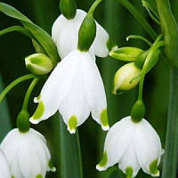 Білоцвіт Aestivum 10/12