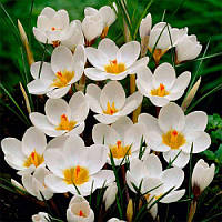 Крокус ботанічний Ard Schenk 5/7