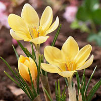 Крокус ботанічний Romance 5/7