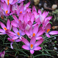 Крокус ботанічний Roseus 5/7