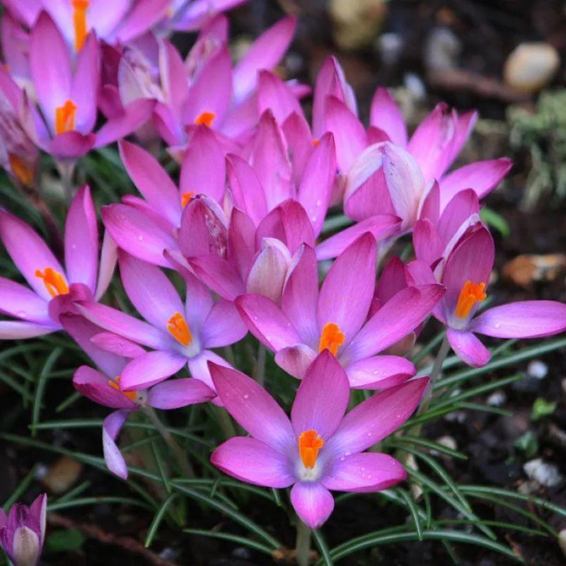 Крокус ботанічний Roseus 5/7, фото 1