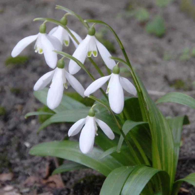 Проліска (Галантус) Woronowii 7+, фото 1