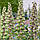 Фрітіларія Persica Green Dreams 20/24, фото 4