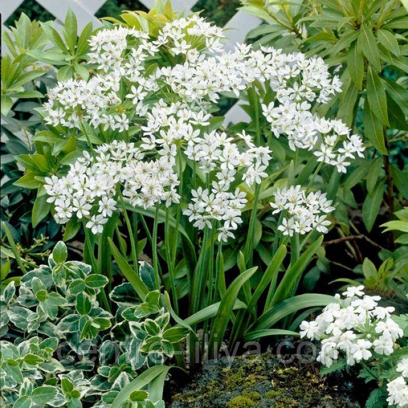 Алліум декоративний Neapolitanum 5+
