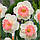 Нарцис корончатий Pink Parasol 10/12, фото 3