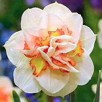 Нарцис махровий Pink Performance 12/14