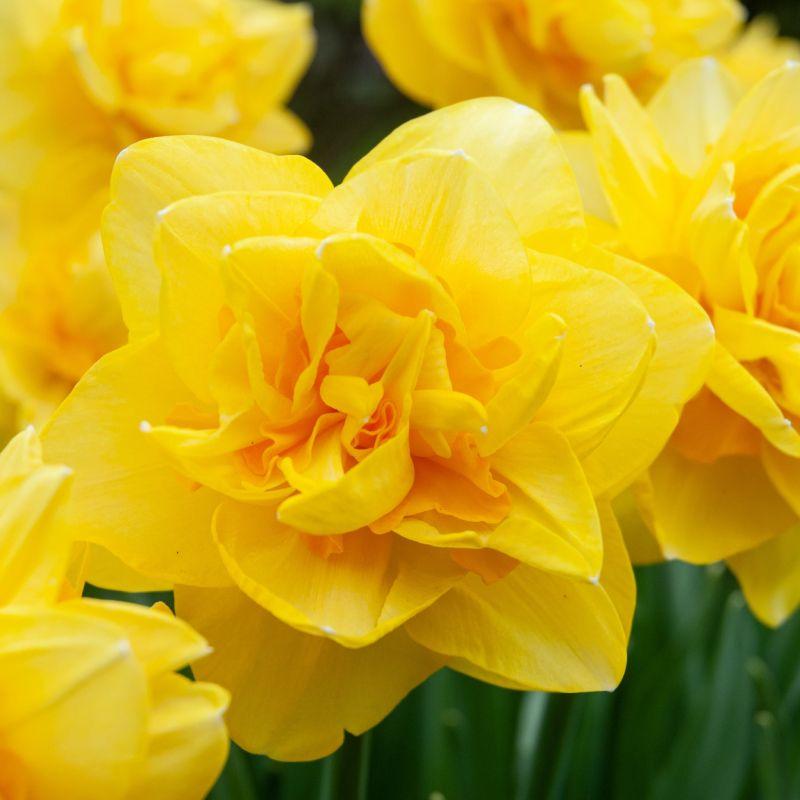 Нарцис махровий Sherborne 12/14