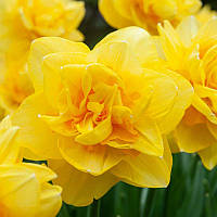Нарцис махровий Sherborne 12/14