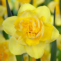 Нарцис махровий Spring Paradijs 12/14