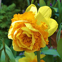 Нарцис махровий Suada Double 14/16