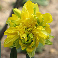 Нарцис махровий Von Sion 12/14