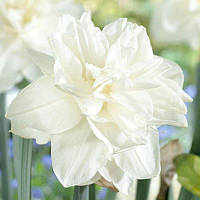 Нарцис махровий White Medal 12/14