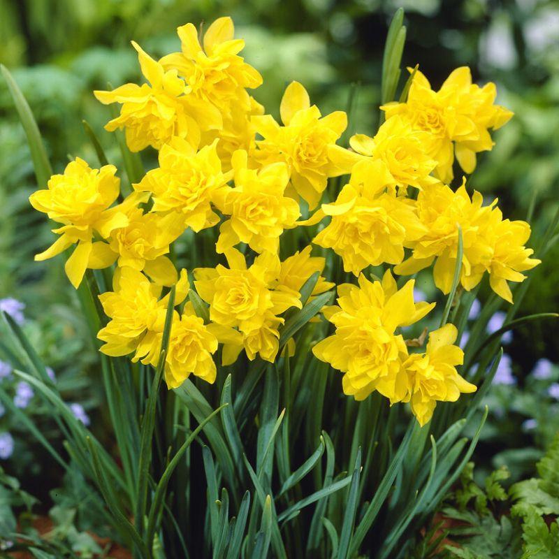 Нарцис махровий букетний Double Campernelle 10/12, фото 1