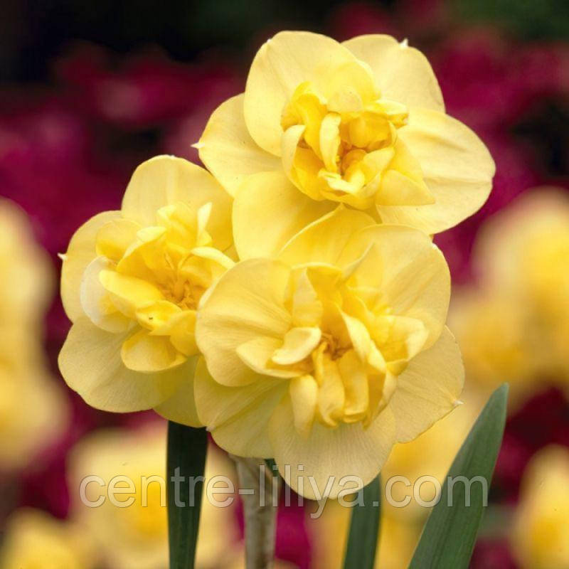 Нарцис махровий букетний Yellow Cheerfulness 10/12