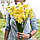 Нарцис махровий букетний Yellow Cheerfulness 10/12, фото 4