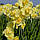 Нарцис махровий букетний Yellow Cheerfulness 10/12, фото 3