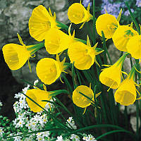 Нарцис мініатюрний Bulbocodium Conspicuus 7+