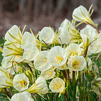 Нарцис мініатюрний Mary Poppins 6/8