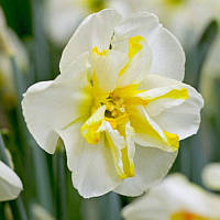 Нарцис спліт-корона Donaupark 12/14