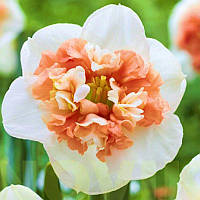 Нарцис спліт-корона Fire Drill 14/16