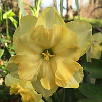 Нарцис спліт-корона Harpsichord 14/16