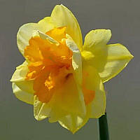 Нарцис спліт-корона Slice of Life 10/12