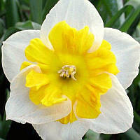 Нарцис спліт-корона Smiling Twin 10/12