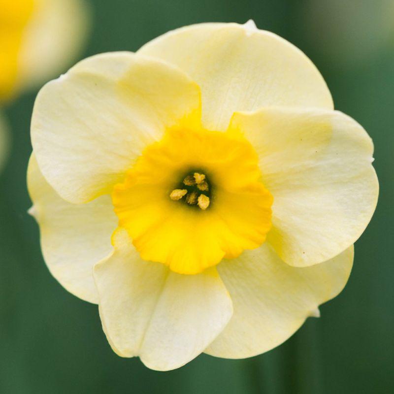 Нарцис спліт-корона Sun Disc 12/14