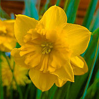 Нарцис спліт-корона Yellow Parrot 10/12