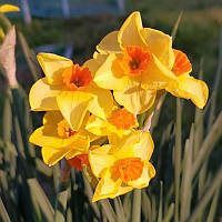 Нарцис мініатюрний тацетта Martinette 10/12