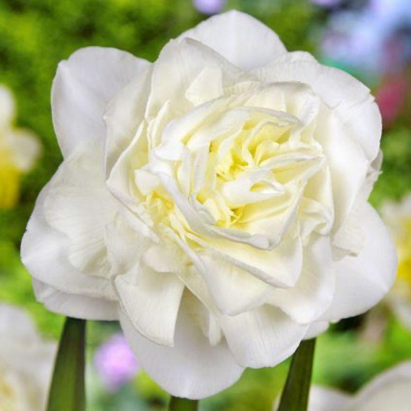 Нарцис махровий Obdam 14/16