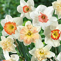 Нарцис корончатий суміш 5 шт