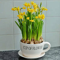 Нарцис мініатюрний Tete a Tete 12/14