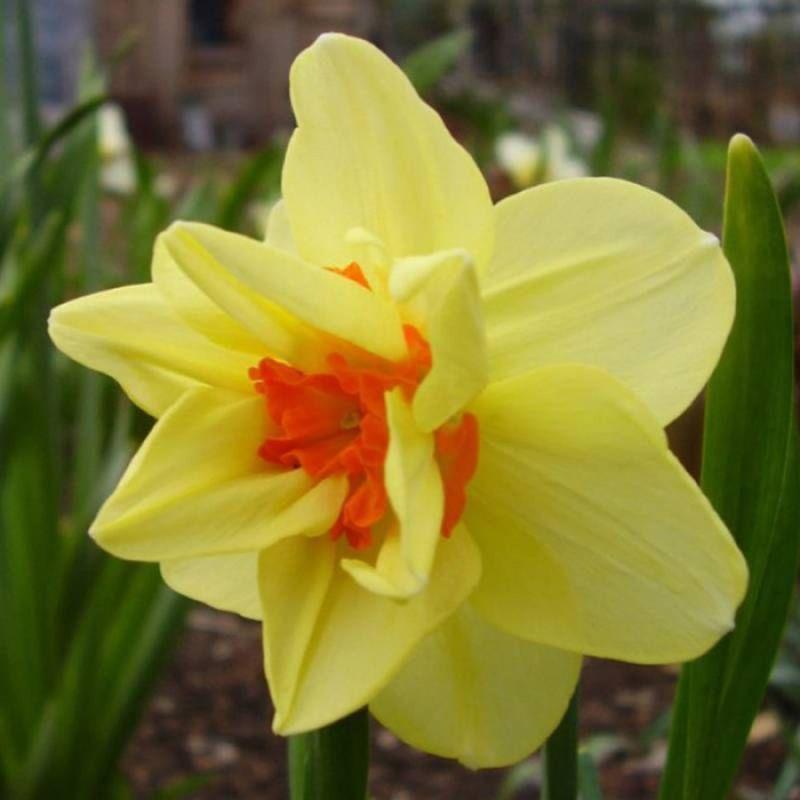 Нарцис махровий Double Fashion 12/14